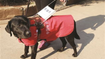 导盲犬网红,引领视障人士新生活风尚