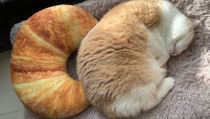 网红猫面包,萌宠美食界的明星之作